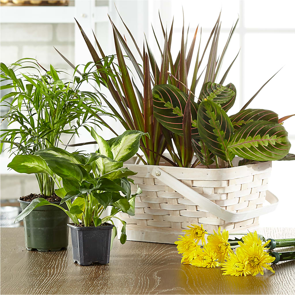 Florist Designed Blooming and Green Plants in a Basket – Vincent Fleuriste, Sainte-julie PQ