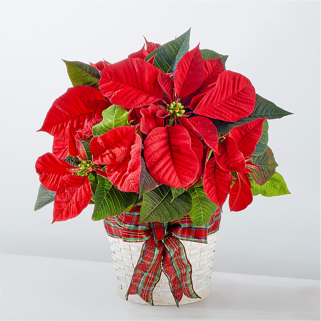 Happiest Holidays Poinsettia – Vincent Fleuriste, Sainte-julie PQ