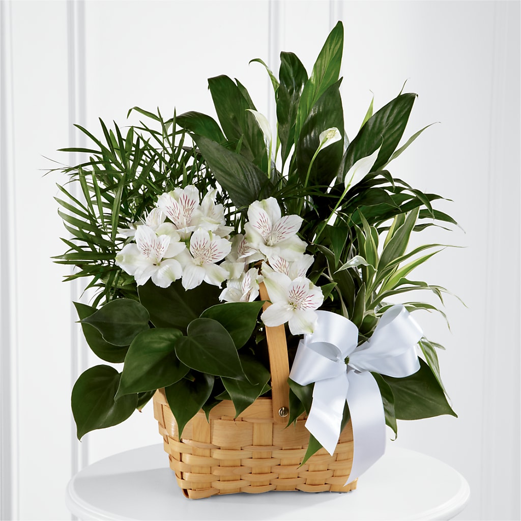 Peace & Serenity Dishgarden – Vincent Fleuriste, Sainte-julie PQ