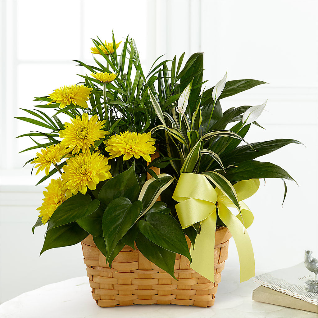 Loving Light Dishgarden – Vincent Fleuriste, Sainte-julie PQ