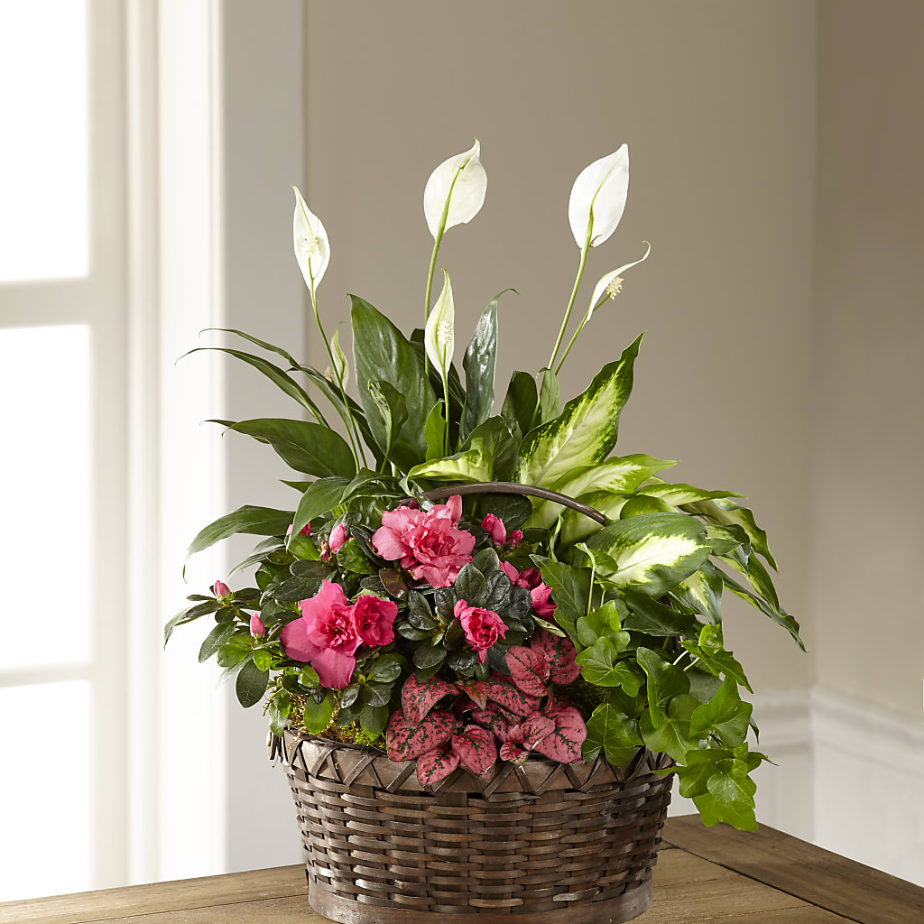 Dream in Pink Dishgarden – Vincent Fleuriste, Sainte-julie PQ
