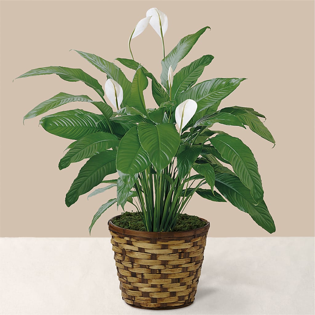 Tranquil Moments Peace Lily Plant – Vincent Fleuriste, Sainte-julie PQ