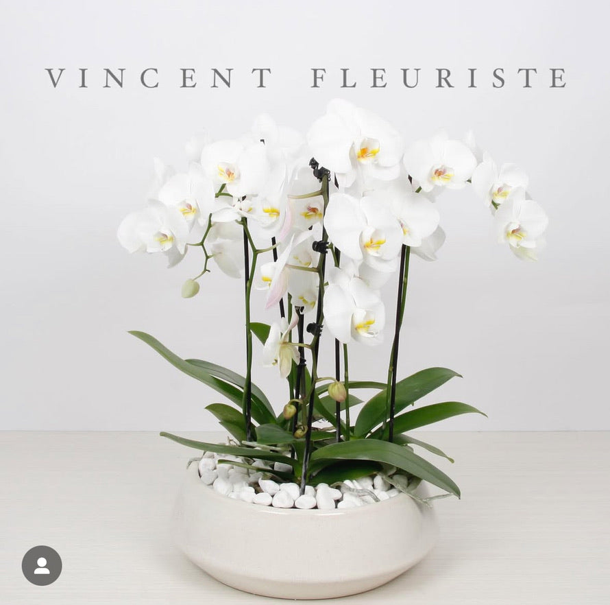 Orchidée Phalaenopsis Blanc – Vincent Fleuriste, Sainte-julie PQ