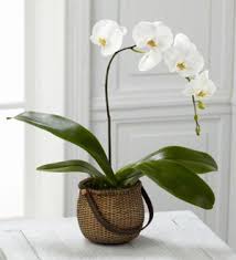 Orchidée Phalaenopsis Blanc – Vincent Fleuriste, Sainte-julie PQ