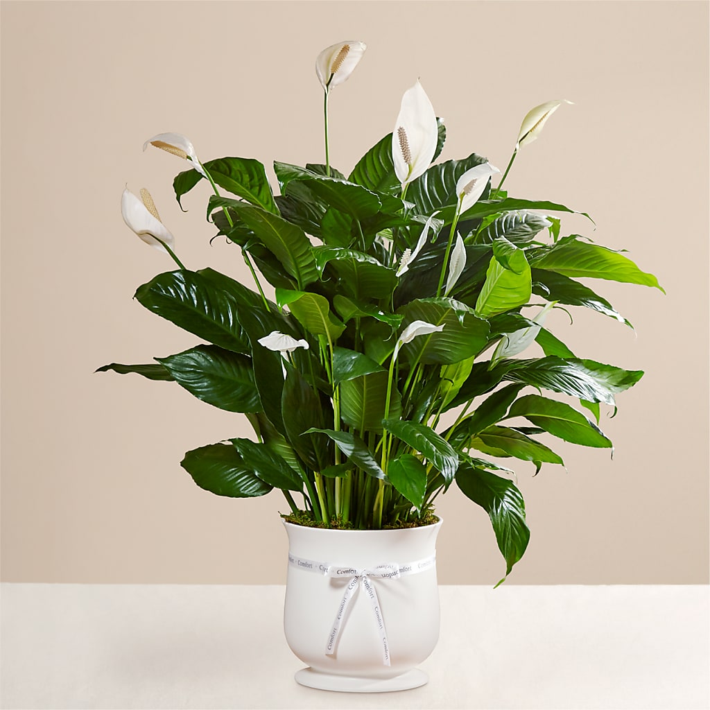Comfort Planter – Vincent Fleuriste, Sainte-julie PQ