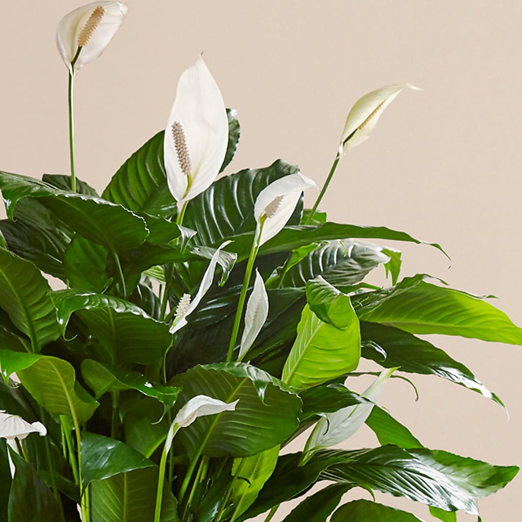 Comfort Planter – Vincent Fleuriste, Sainte-julie PQ
