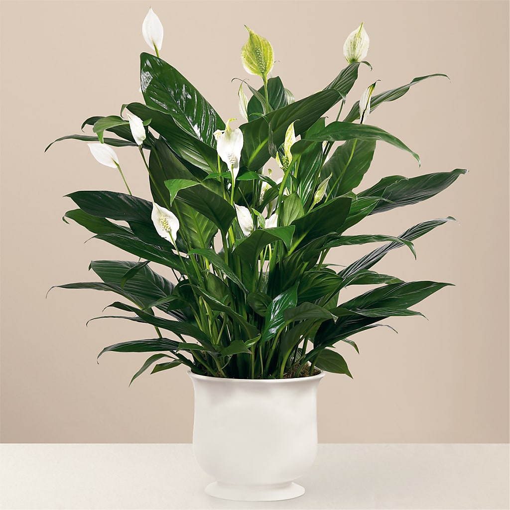 Comfort Planter – Vincent Fleuriste, Sainte-julie PQ