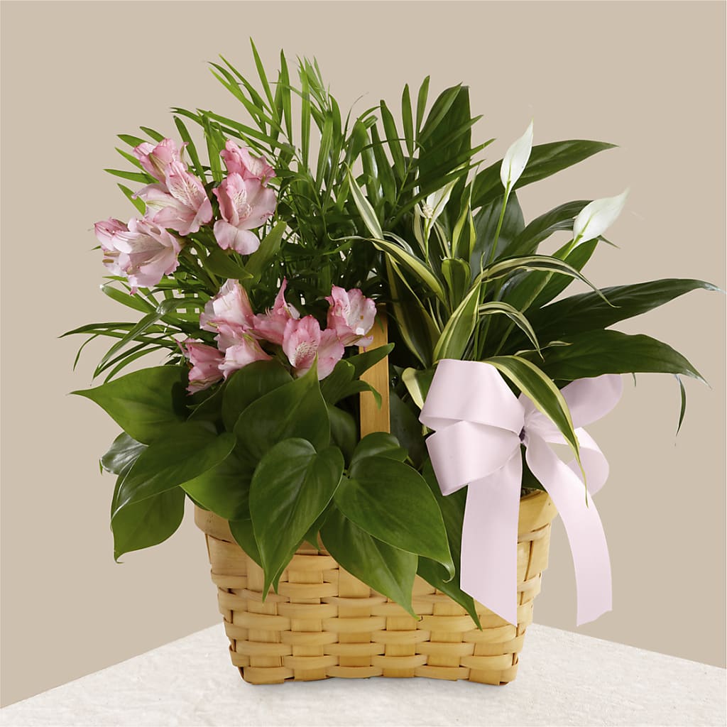 Living Spirit Dishgarden – Vincent Fleuriste, Sainte-julie PQ