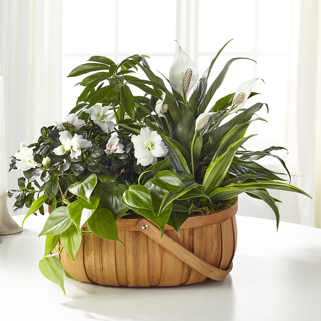 Serene Dishgarden – Vincent Fleuriste, Sainte-julie PQ