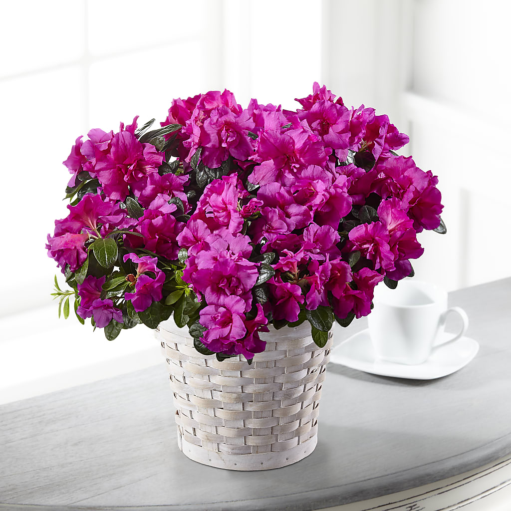 Hope & Serenity Azalea Plant – Vincent Fleuriste, Sainte-julie PQ