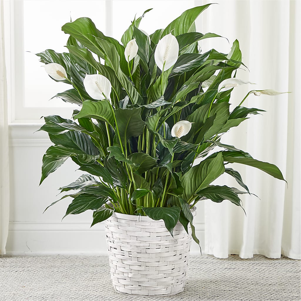 A New Leaf Peace Lily – Vincent Fleuriste, Sainte-julie PQ