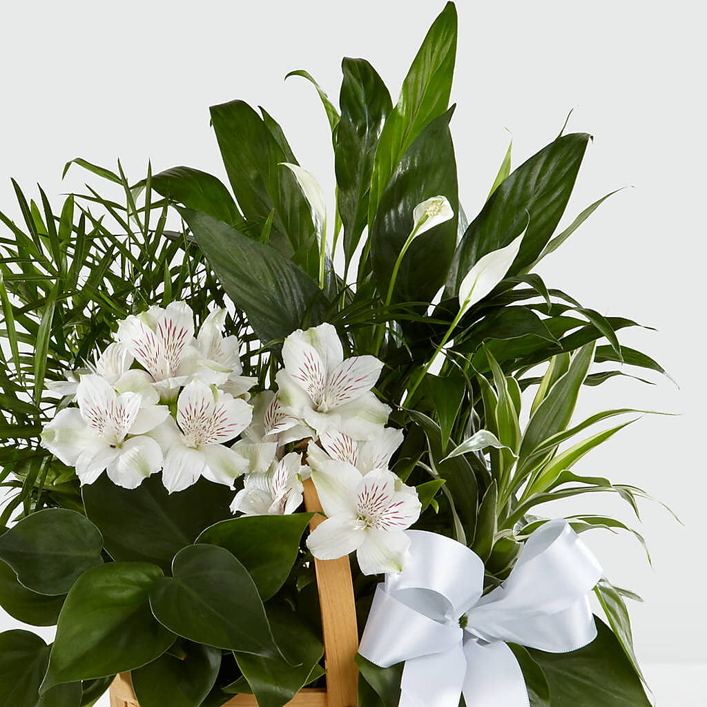 Peace & Serenity Dishgarden –  Vincent Fleuriste, Sainte-julie PQ
