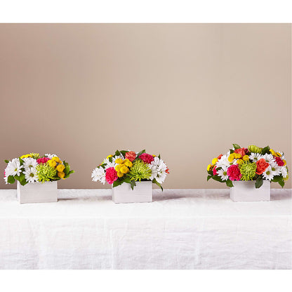 Sorbet Bouquet –  Vincent Fleuriste, Sainte-julie PQ