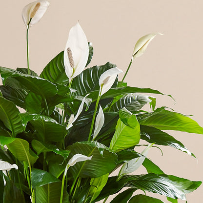 Comfort Planter –  Vincent Fleuriste, Sainte-julie PQ