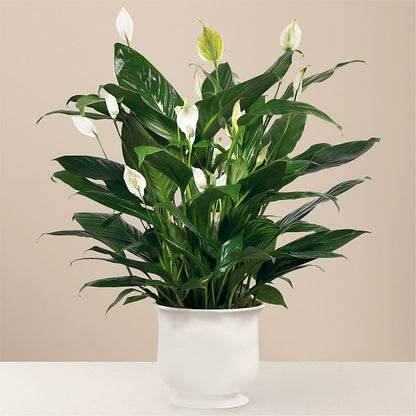 Comfort Planter