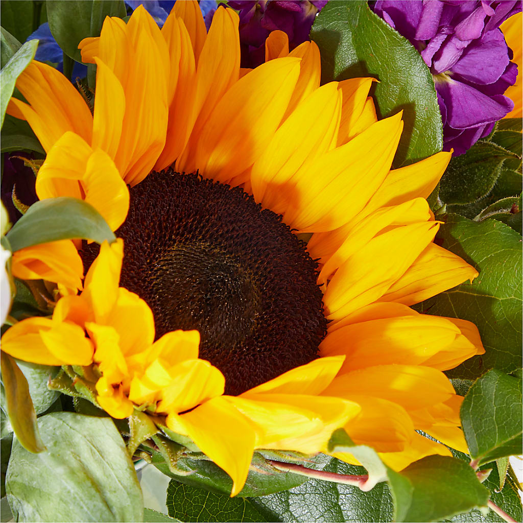 Catching Rays Bouquet –  Vincent Fleuriste, Sainte-julie PQ