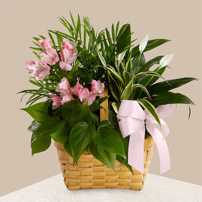 Living Spirit Dishgarden –  Vincent Fleuriste, Sainte-julie PQ