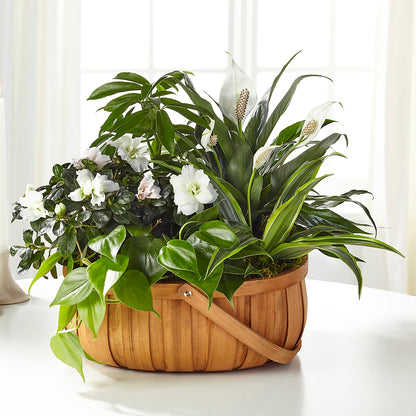 Serene Dishgarden –  Vincent Fleuriste, Sainte-julie PQ