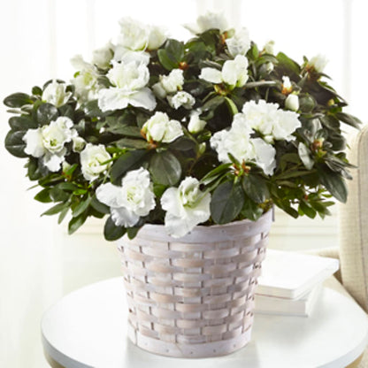 White Azalea Plant –  Vincent Fleuriste, Sainte-julie PQ
