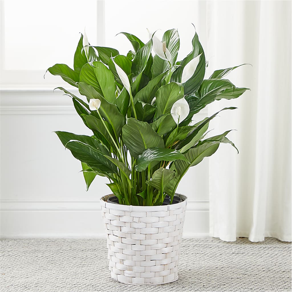A New Leaf Peace Lily –  Vincent Fleuriste, Sainte-julie PQ